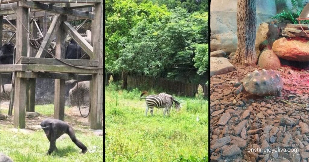 A three-photo collage showing a gorilla near climbing structures, a zebra grazing, and a tortoise in an enclosure.