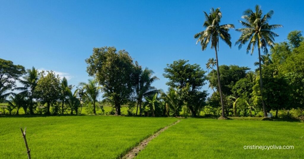 Countryside in Antique, Philippines, with green fields, tall palm trees, and a bright blue sky.