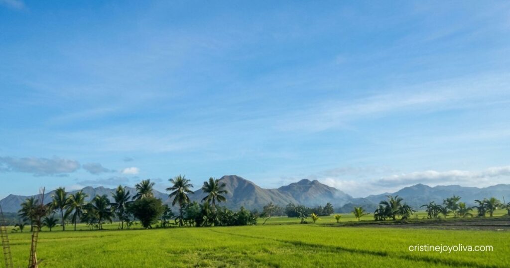 Rural landscape in Antique, Philippines, with green rice fields, palm trees, and a mountain range beneath a clear blue sky.