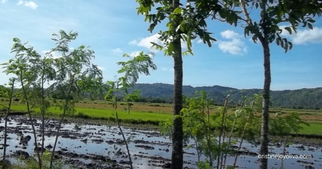 Scenic rice paddies in Antique, Philippines, partially flooded with reflections of the sky, slender trees, and rolling hills in the background.