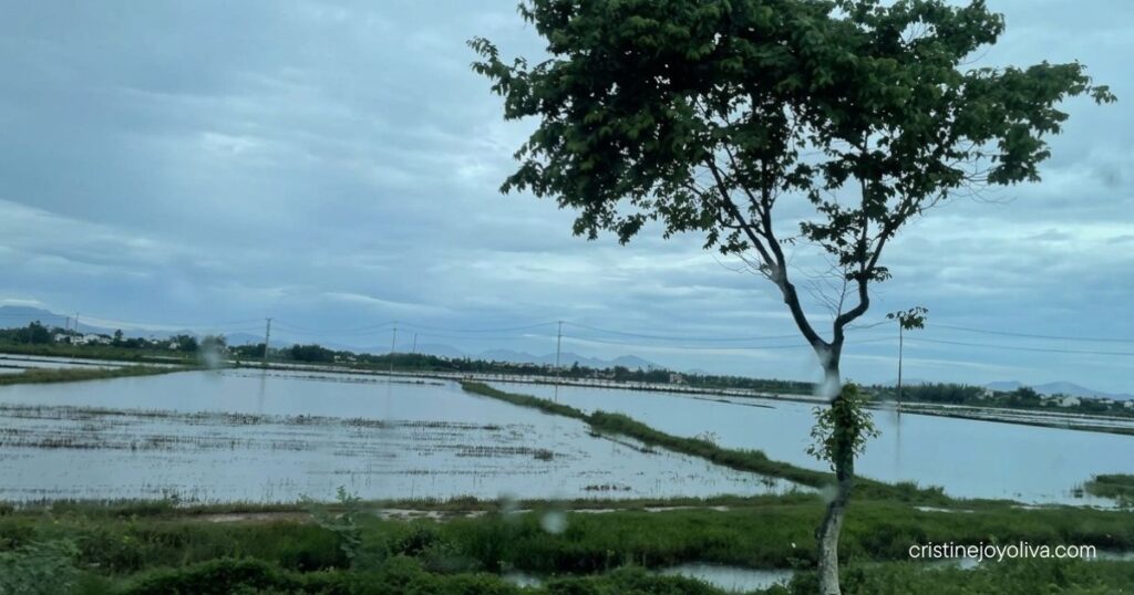 Water-filled rice fields and a lone tree under a stormy sky on the road from Hoi An to Da Nang