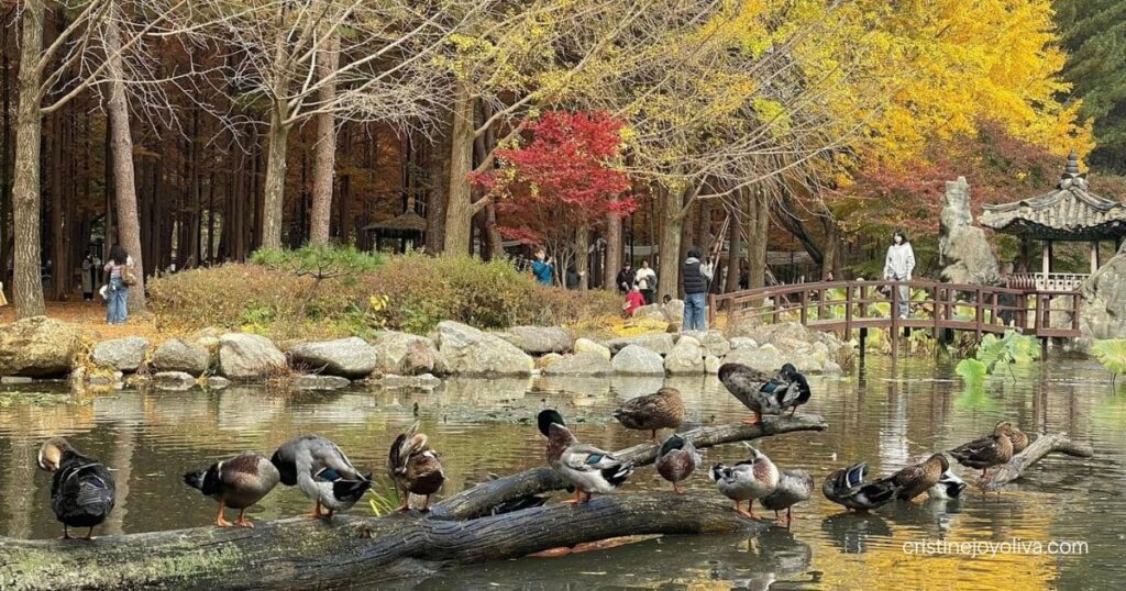 Ducks resting on a fallen tree across a pond, with autumn foliage and a pavilion behind, on Nami Island