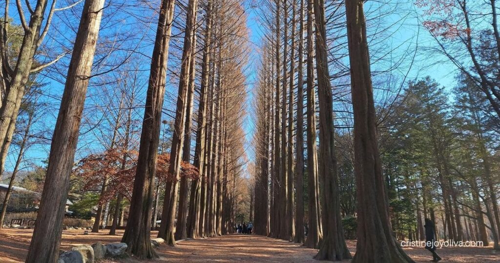 Tall bare metasequoia trees lining a dirt path on Nami Island with visitors in the distance under a clear blue sky