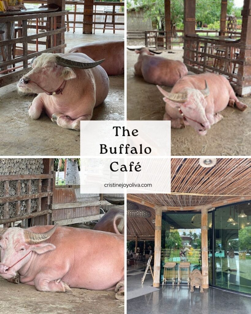 A collage of resting pink buffaloes and the bamboo entrance of The Buffalo Café in Thailand